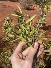 Santalum lanceolatum