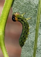 Euura pavida