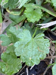 Modiola caroliniana