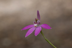 Caladenia porphyrea