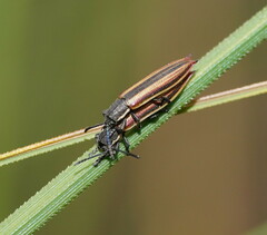 Eurispa vittata