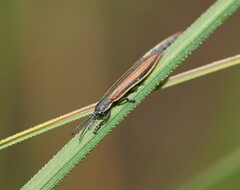 Eurispa vittata