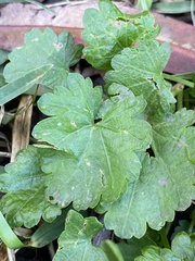 Modiola caroliniana
