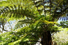 Cyathea