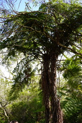 Cyathea
