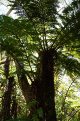 Cyathea
