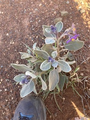 Solanum lasiophyllum