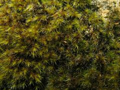 Racomitrium