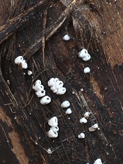 Henningsomyces