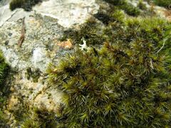 Racomitrium