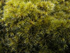 Racomitrium