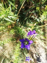 Gentiana pneumonanthe