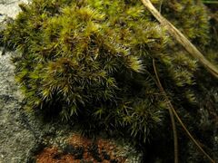 Racomitrium