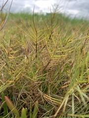 Distichlis distichophylla