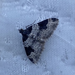 Xanthorhoe fluctuata