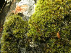 Racomitrium
