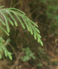 Cupressus nootkatensis