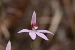 Caladenia hillmanii