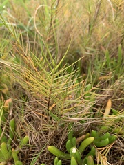 Distichlis distichophylla