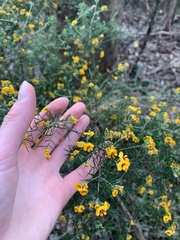 Dillwynia sieberi