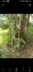 Cupressus nootkatensis