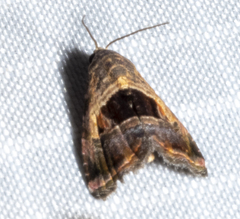 Tripudia rectangula