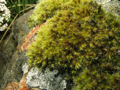 Racomitrium
