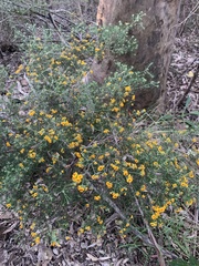 Dillwynia sieberi