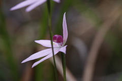 Caladenia hillmanii
