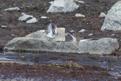 Xenus cinereus
