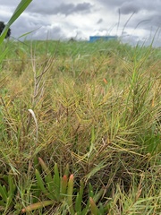 Distichlis distichophylla