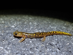 Onychodactylus koreanus