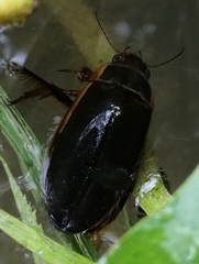 Dytiscus marginalis