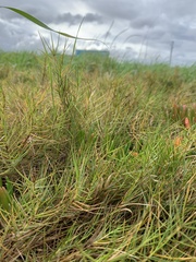 Distichlis distichophylla