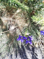 Gentiana pneumonanthe