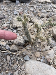 Cylindropuntia