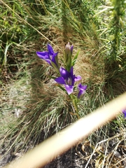Gentiana pneumonanthe
