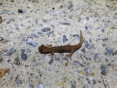 Onychodactylus koreanus