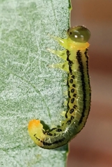 Euura pavida