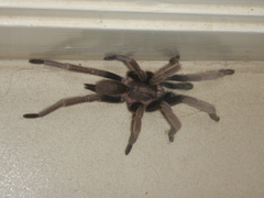 Coremiocnemis tropix