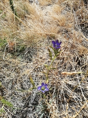 Gentiana pneumonanthe