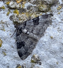 Xanthorhoe fluctuata
