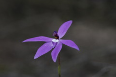 Glossodia major