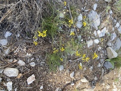 Senecio spartioides