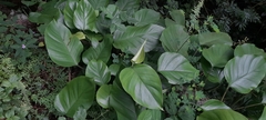 Rhaphidophora