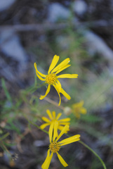 Senecio spartioides