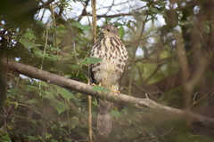 Accipiter tachiro