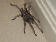 Coremiocnemis tropix