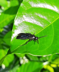 Scoliidae
