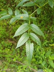 Rubus fraxinifolius